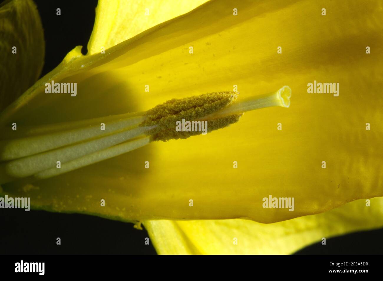 Details of the stamens and anther of a Daffodil. Pollen is produced and