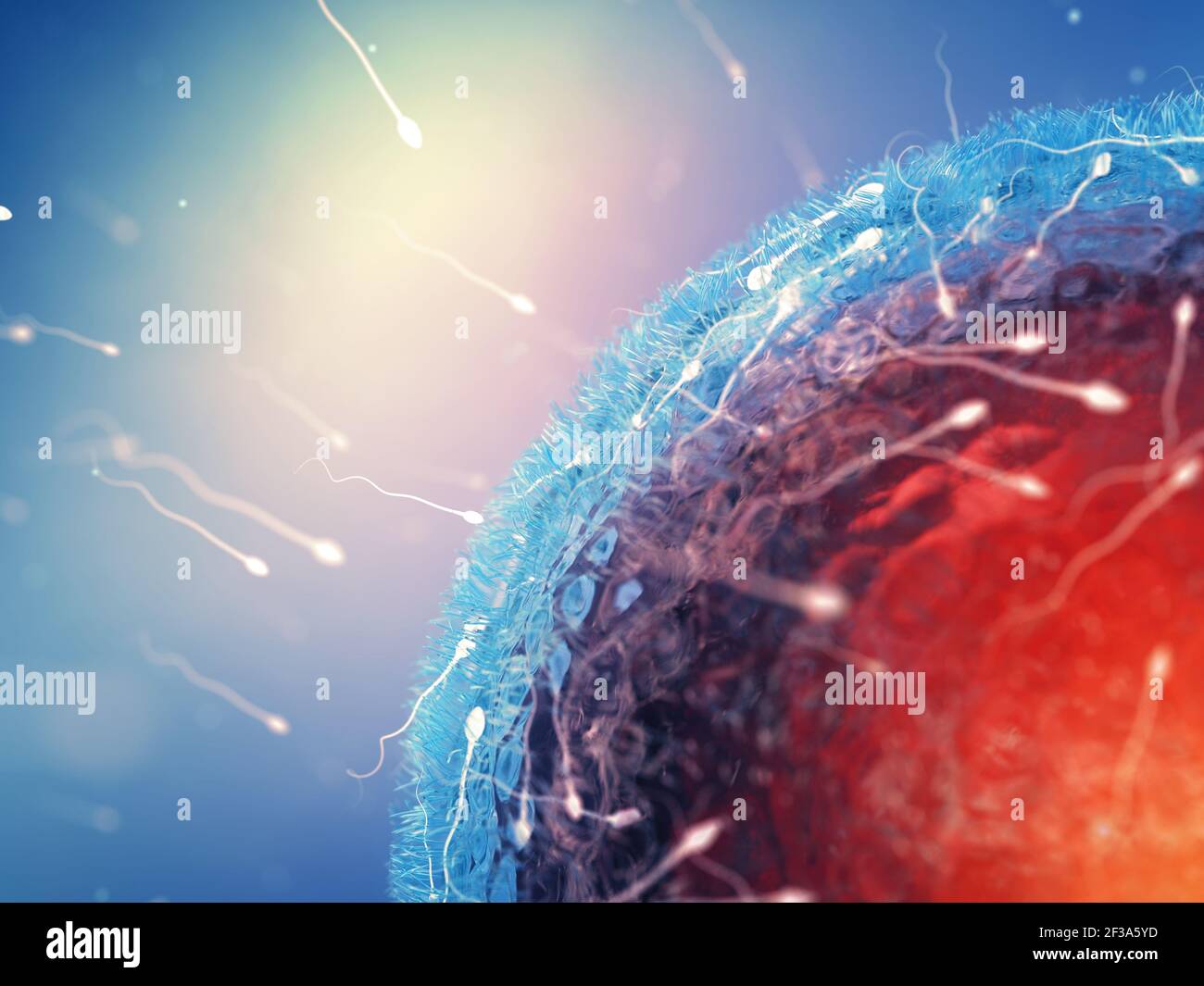 Sperm cells ( Spermatozoa ) fertilizing an egg cell ( Ovum ). Human fertilization concept. Stock Photo