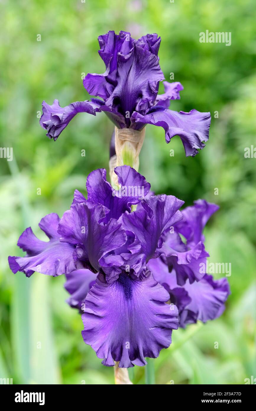 Iris Dusky Challenger (Tall Bearded Iris), Dark purple flowers with green background Stock Photo