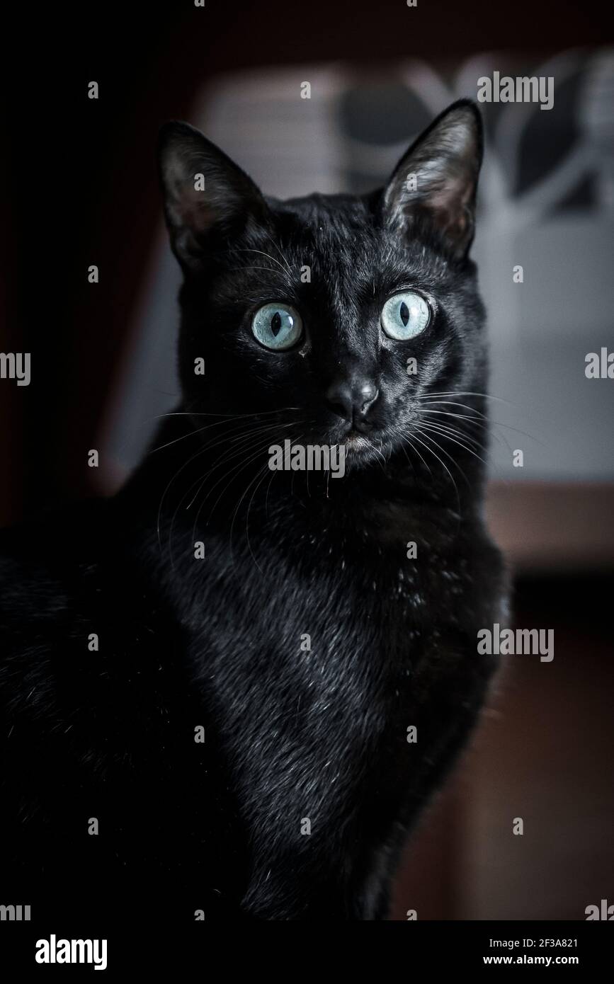 Black cat with blue eyes Stock Photo