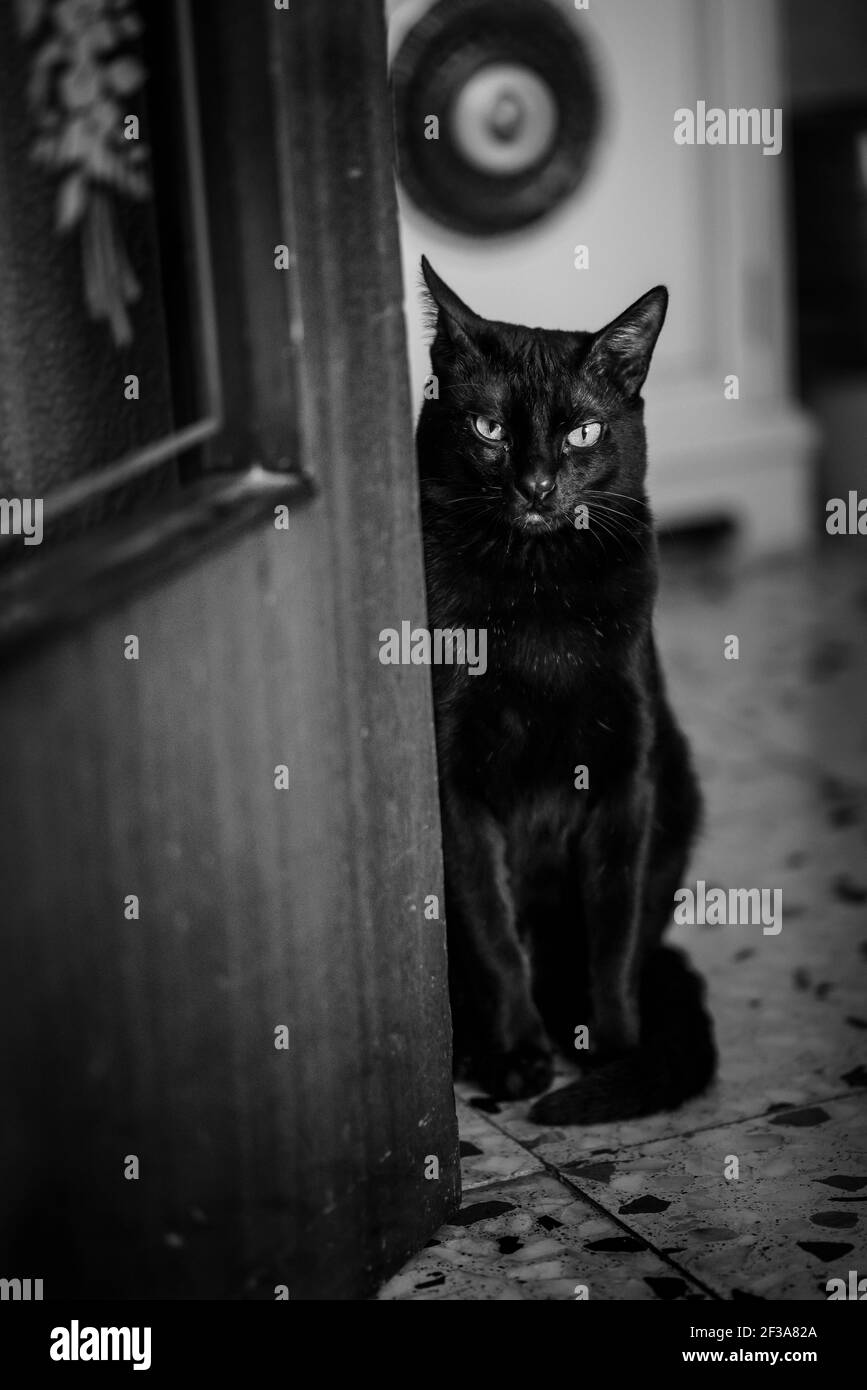 Angry black cat Stock Photo