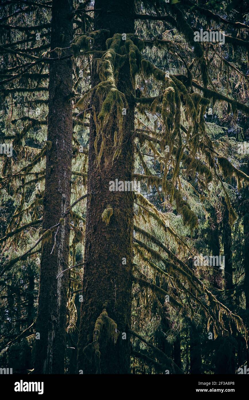 A vertical shot of tree trunks and branches in a rainforest Stock Photo ...
