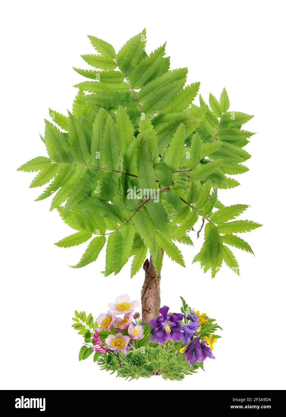 Symbol of Spring tree made from flowers. Isolated handmade photo ...