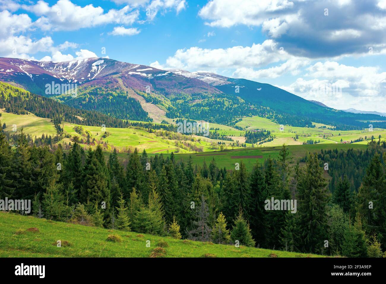 mountain landscape on a sunny day. beautiful alpine countryside scenery with spruce trees. grassy meadow on the hill rolling down in to the distant va Stock Photo