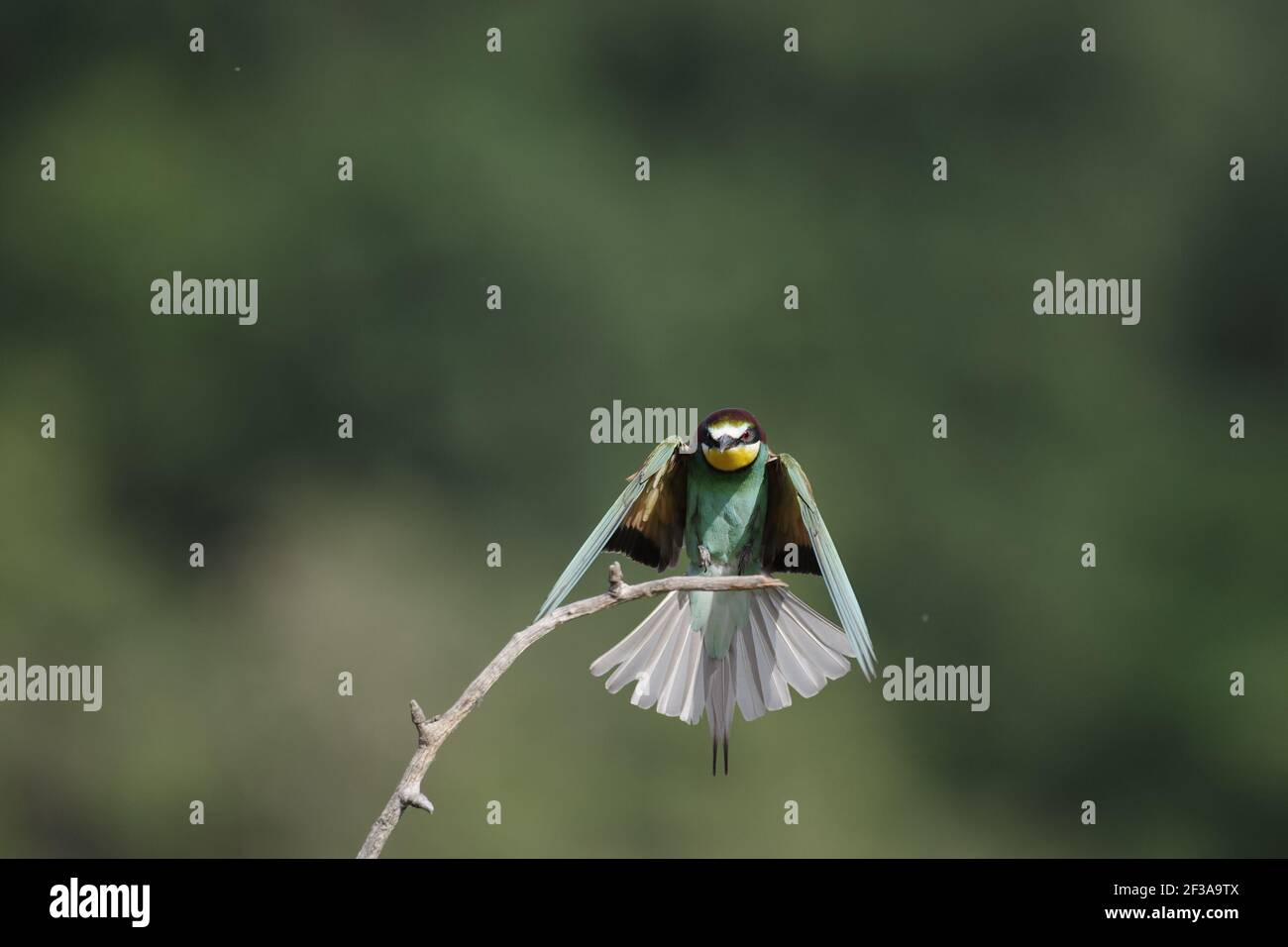 European Bee-Eater - Coming in to land on a perch Merops apiaster Hungary BI015558 Stock Photo