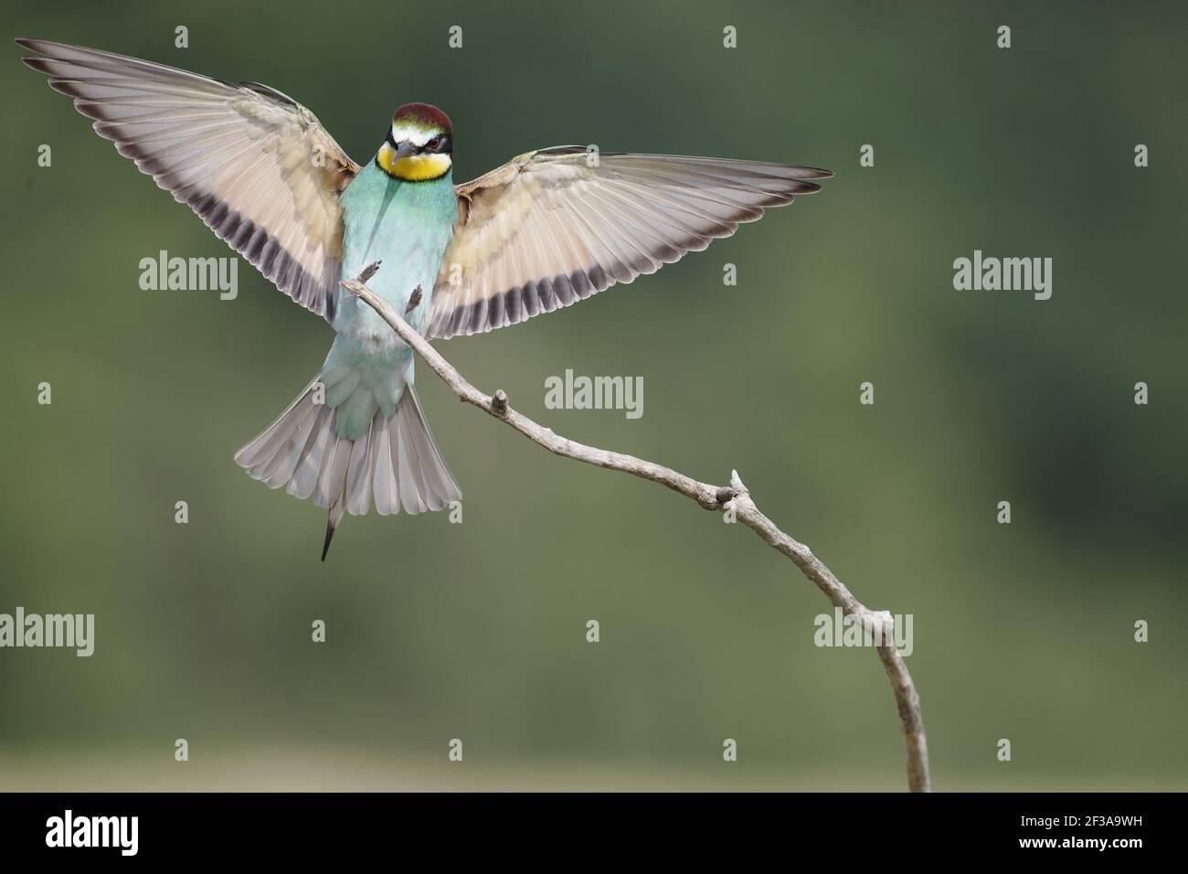 European Bee-Eater - Coming in to land on a perch Merops apiaster Hungary BI015572 Stock Photo