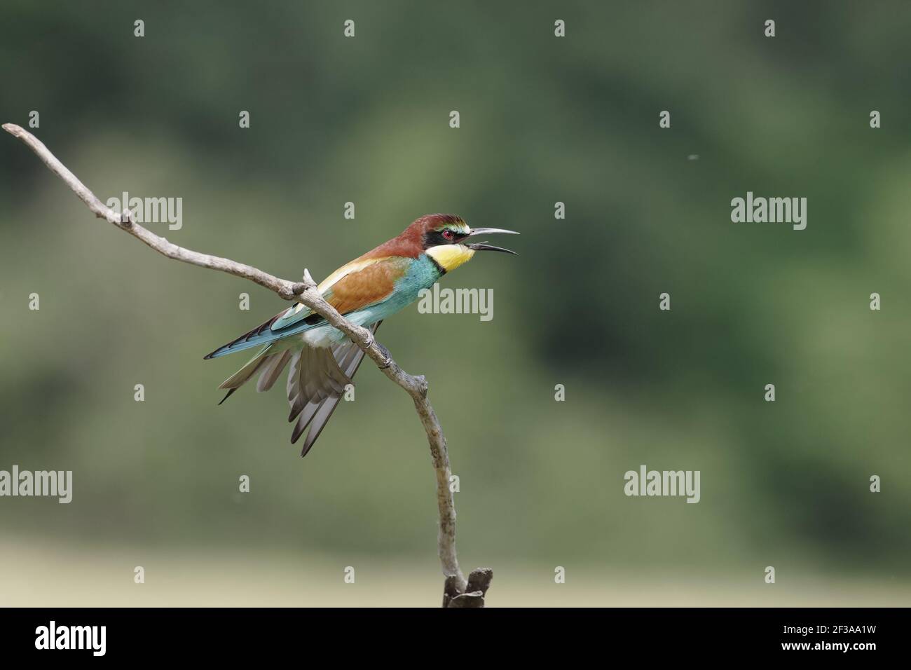 European Bee-Eater - With mouth open Merops apiaster Hungary BI015592 Stock Photo