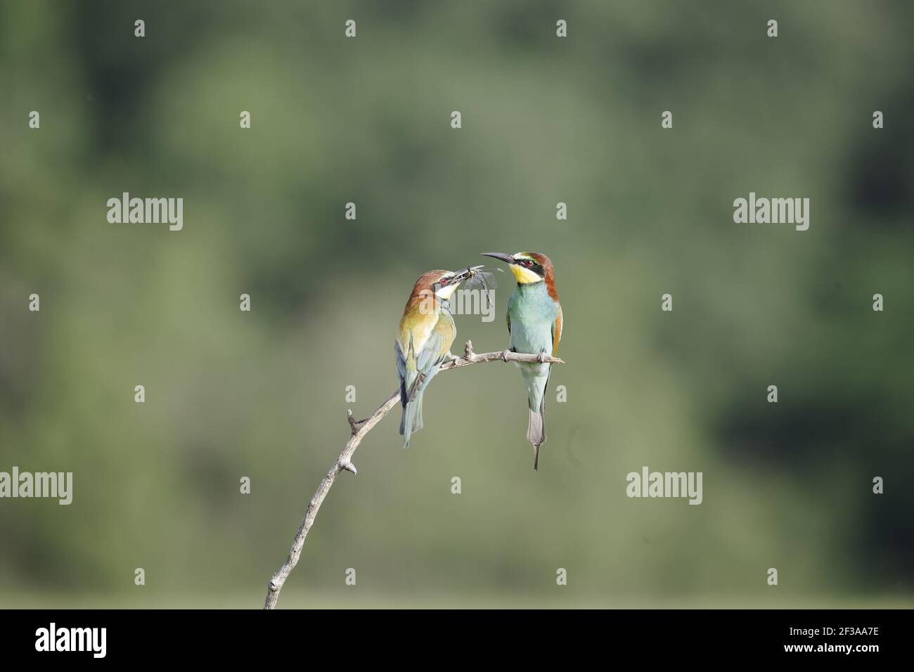 European Bee-Eater - Food pass of Hawker Dragonfly Merops apiaster Hungary BI015607 Stock Photo