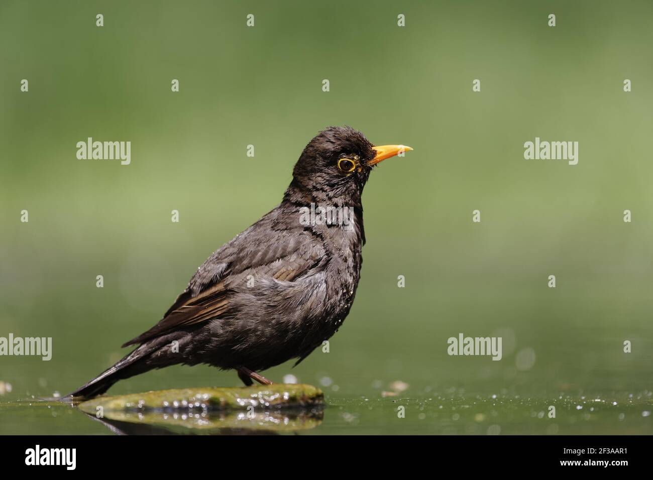 Blackird - Male at forest drinking poolTurdus merula Hungary BI015659 Stock Photo