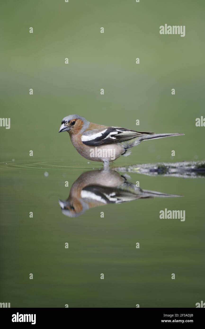 Chaffinch - Male reflected in forest pool Fringilla coelebs Hungary BI015776 Stock Photo
