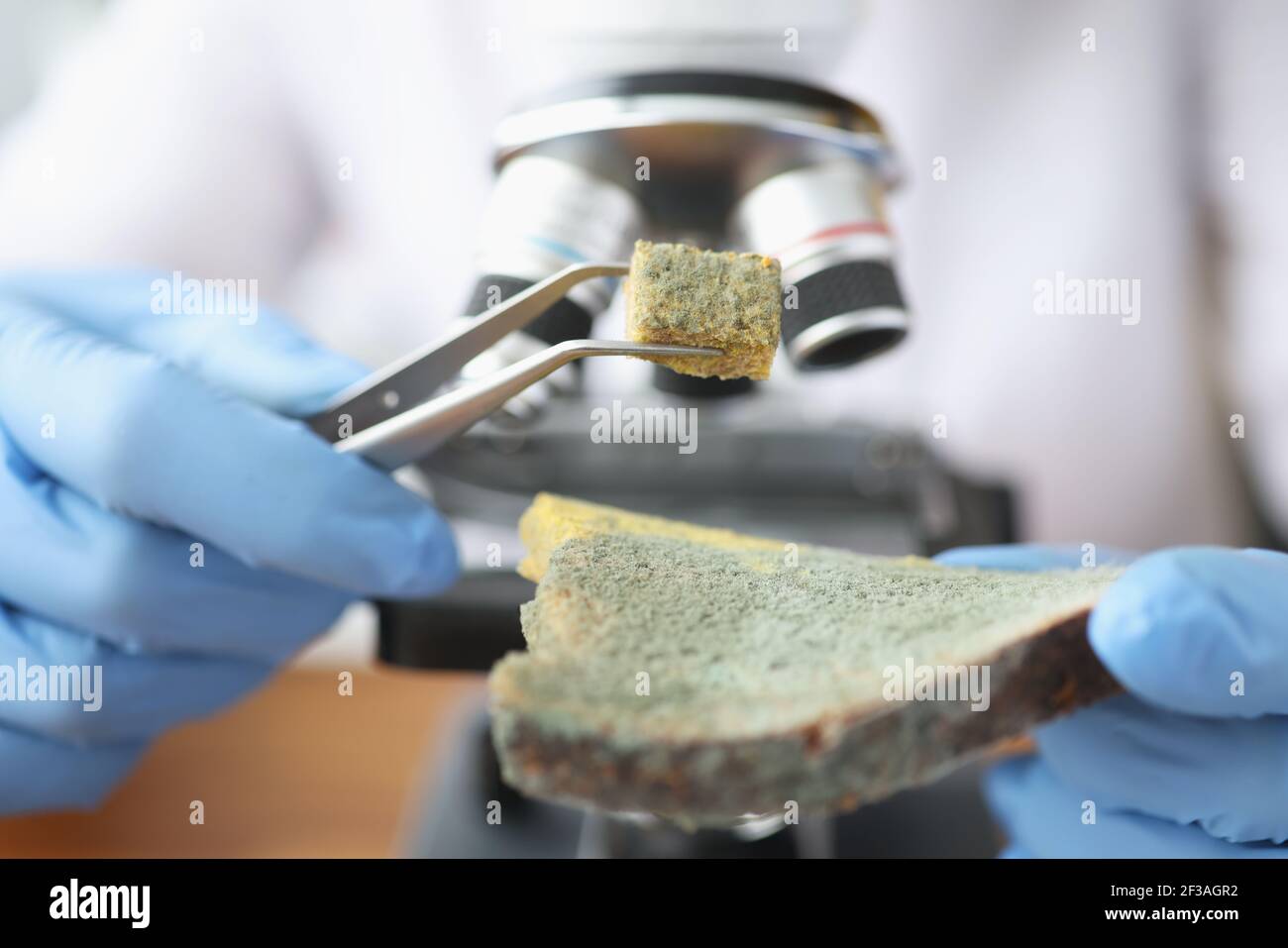 Scientist holding piece of moldy bread with tweezers near microscope closeup Stock Photo