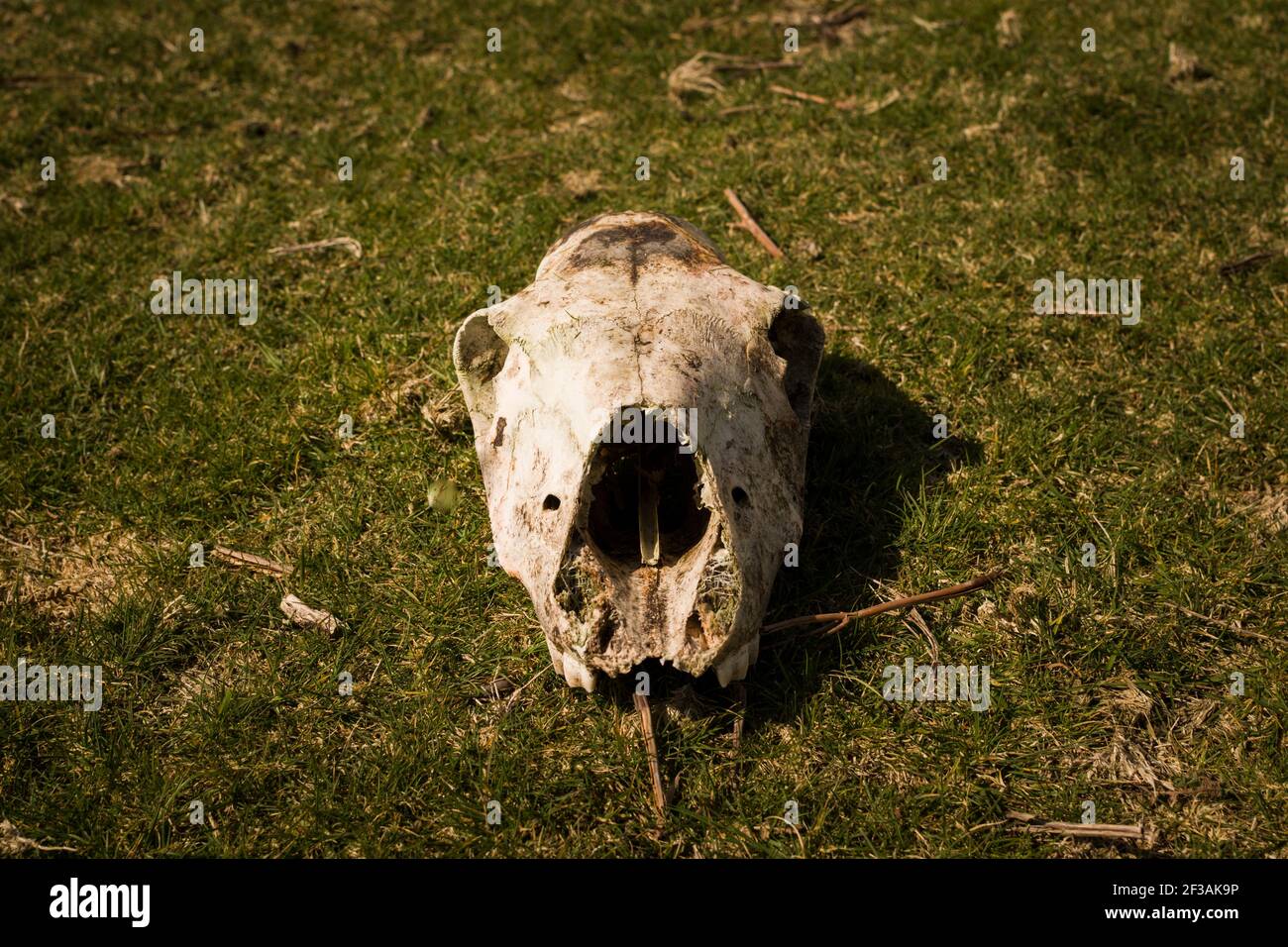 Decomposing Horse skull lays in a meadow grass field Stock Photo