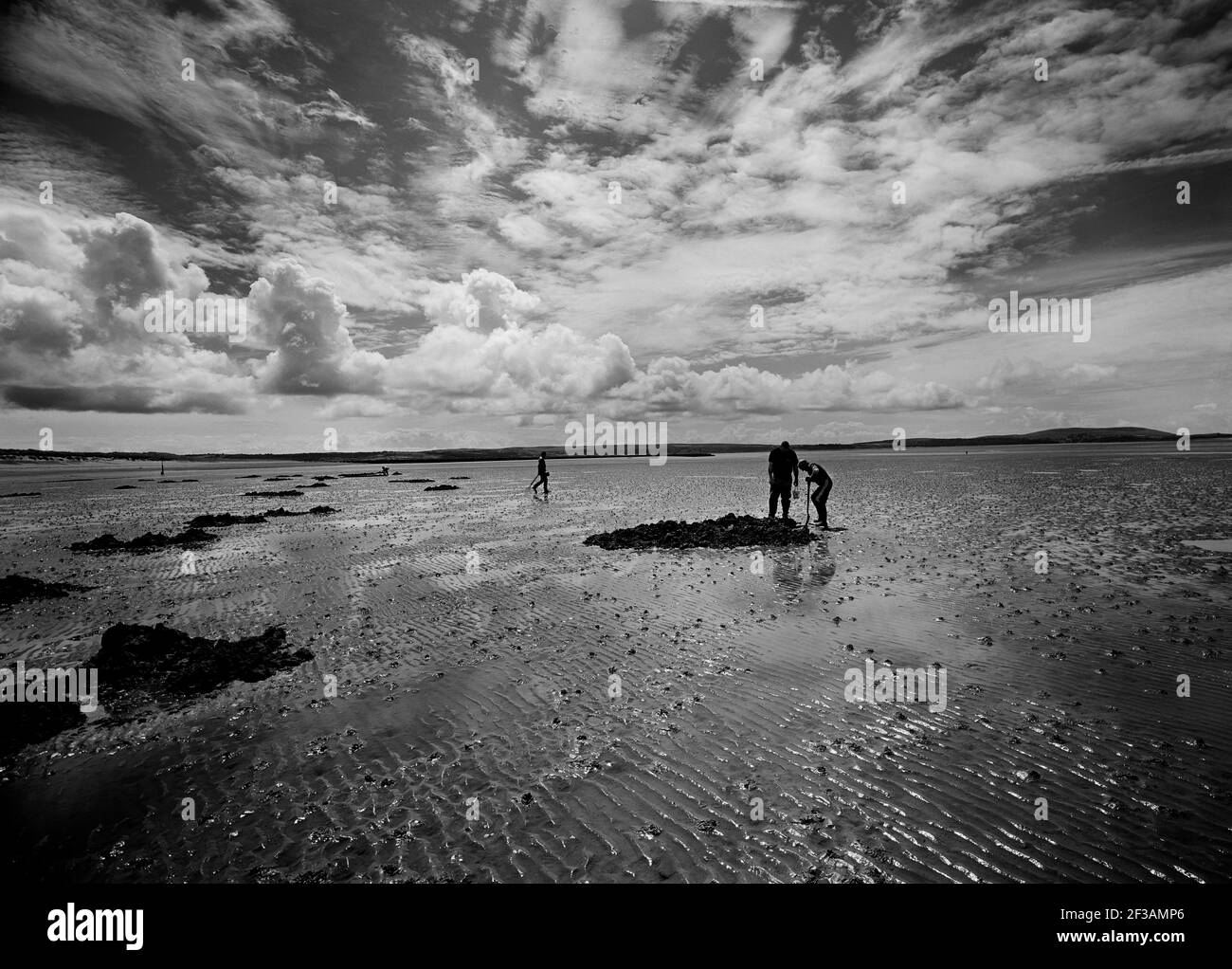 Black and White of fishermen digging for bait, Llanelli, Carmarthen Bay, Wales, UK with dramatic sky and clouds Stock Photo