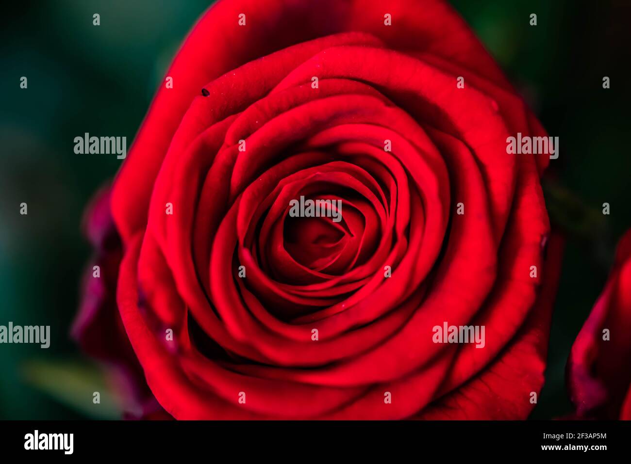 A close up macro shot of a red rose Stock Photo - Alamy