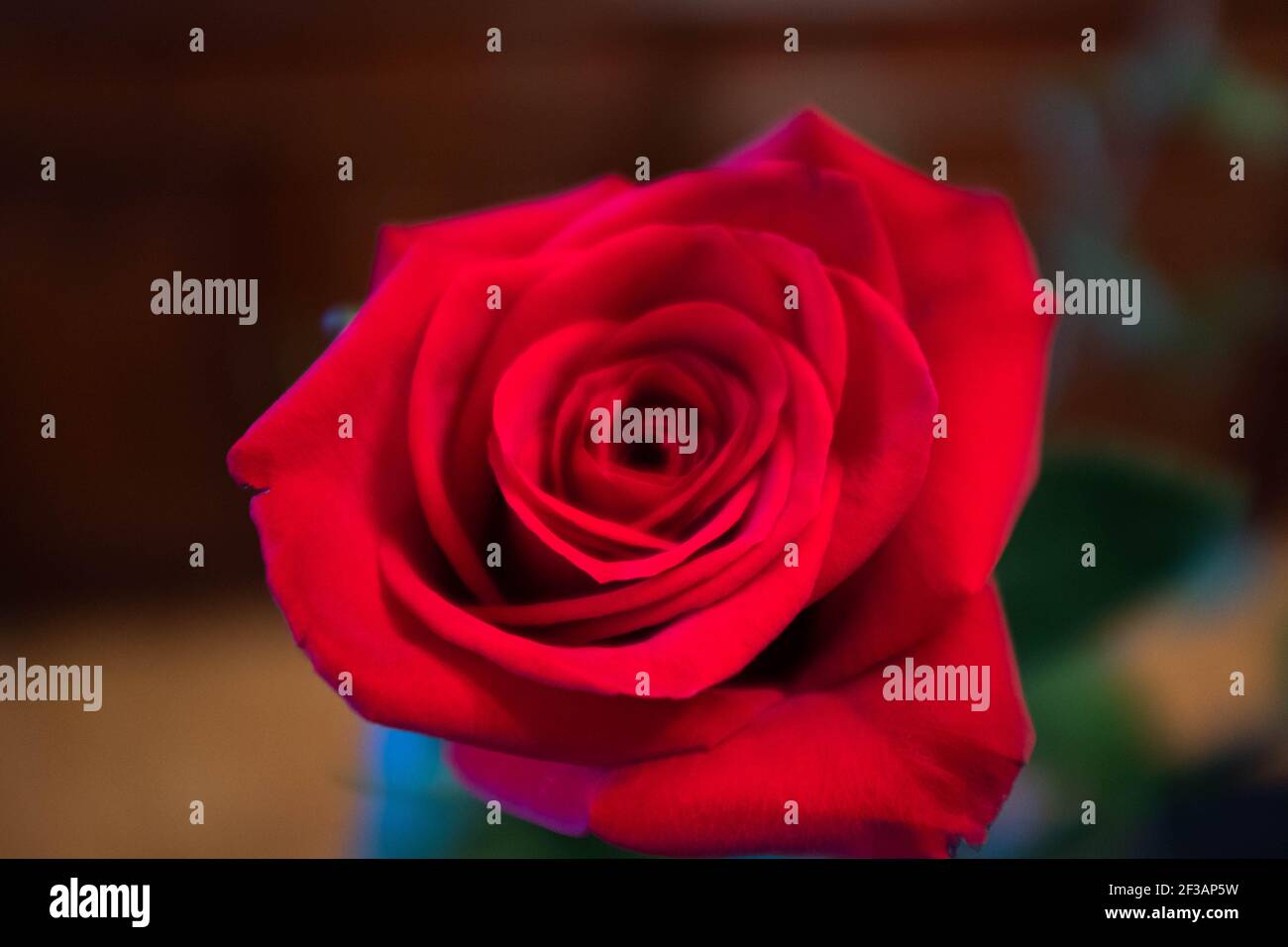 A close up macro shot of a red rose Stock Photo - Alamy