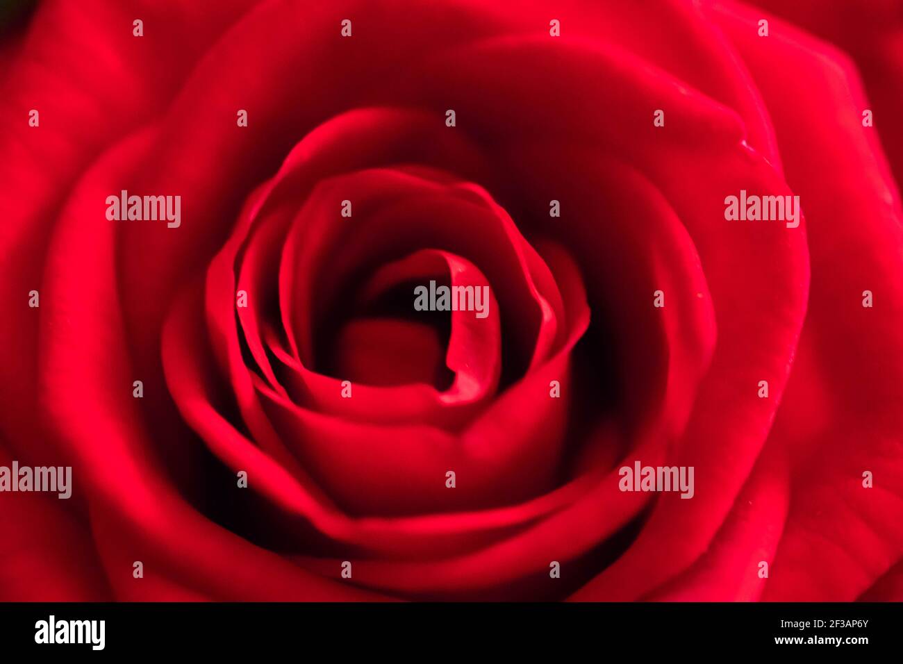 A close up macro shot of a red rose Stock Photo - Alamy