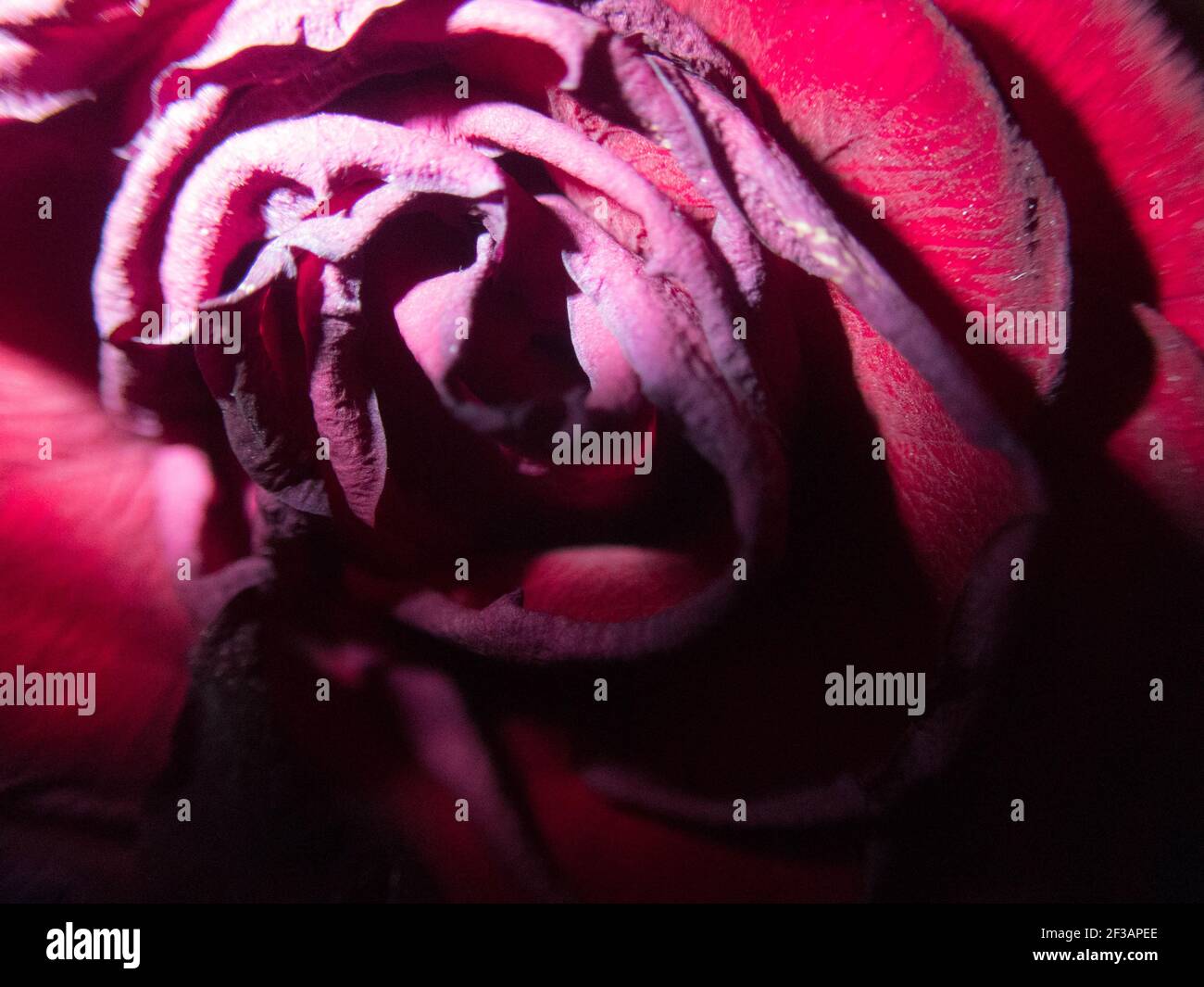 A close up macro shot of a red rose Stock Photo - Alamy