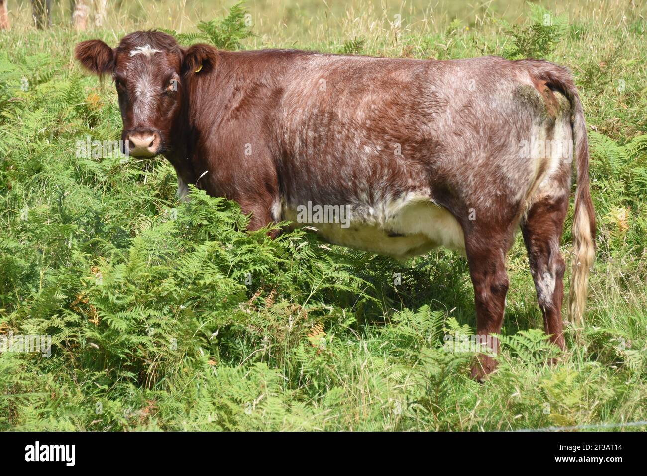 Shorthorn cross Highland Cattle, Perthshire, Scotland Stock Photo Alamy