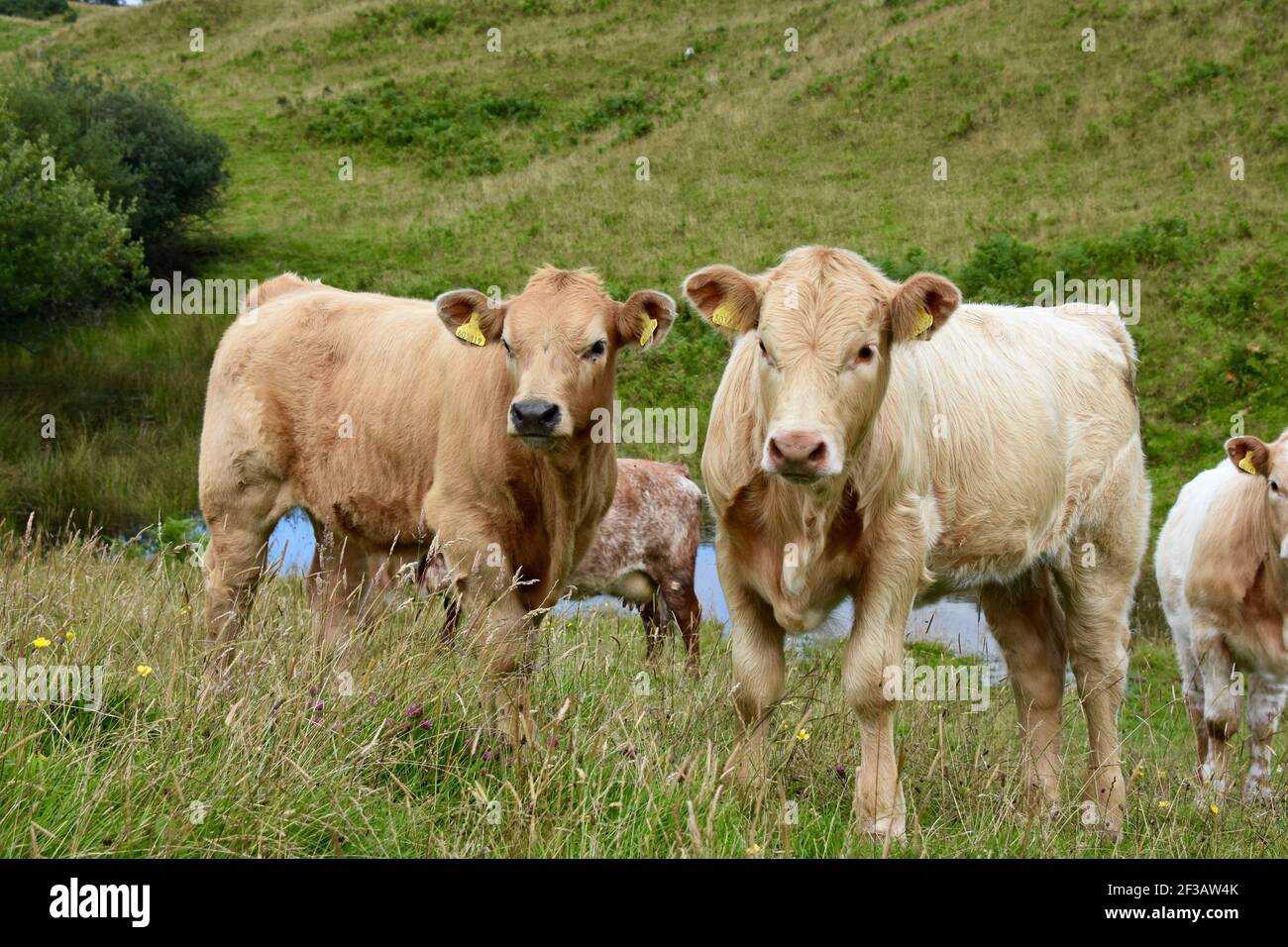 Shorthorn cross Highland Cattle, Perthshire, Scotland Stock Photo Alamy