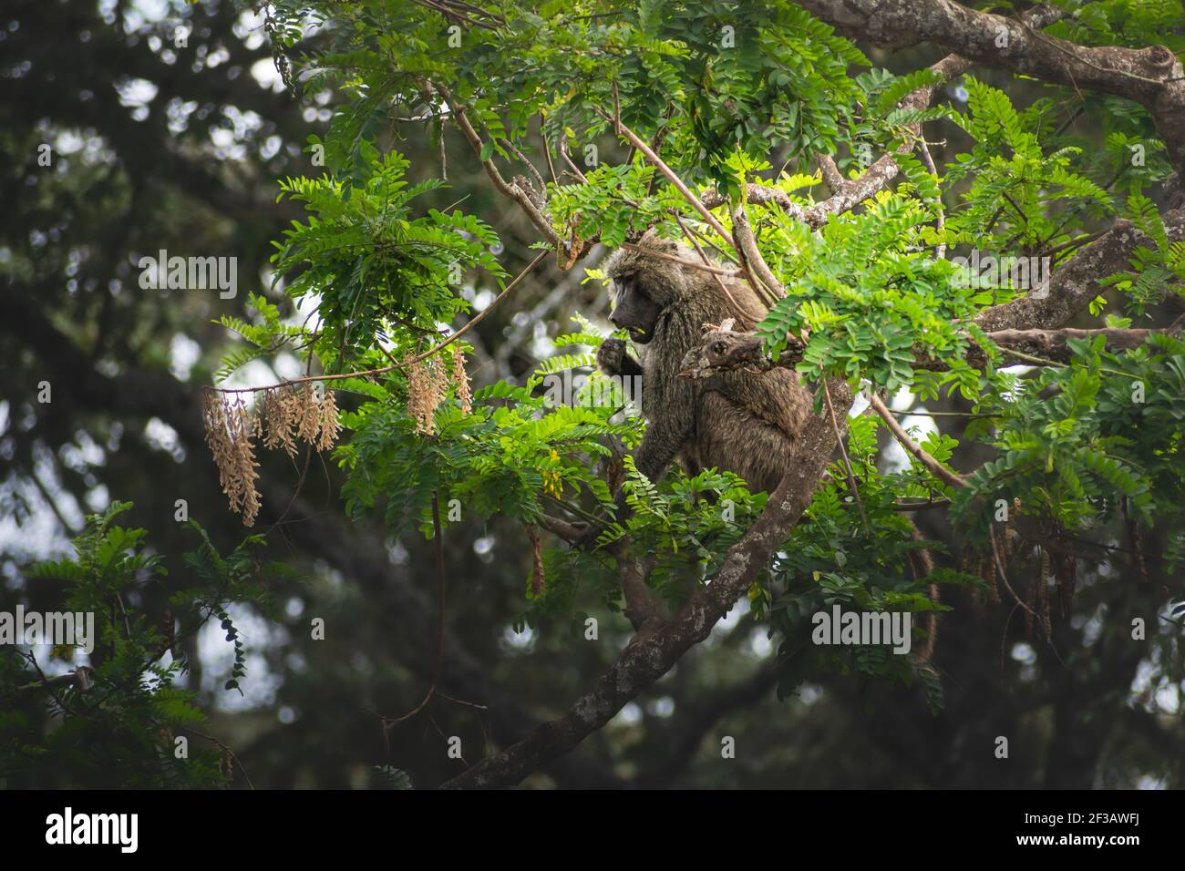 Young male baboon resting and eating on a branch in the jungle. Ngorongoro Tanzania Africa Stock Photo