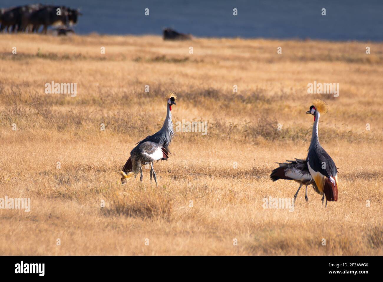 Crowned cranes in the grassland of the Ngorongoro Crater Conservation Area. Safari concept. Tanzania. Africa Stock Photo