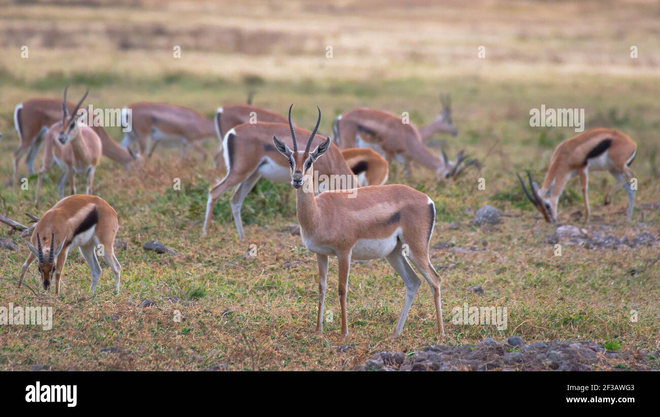 Several specimens of Thompson's gazelle in the grassland of the Ngorongoro Conservation Area. Safari concept. Tanzania. Africa Stock Photo