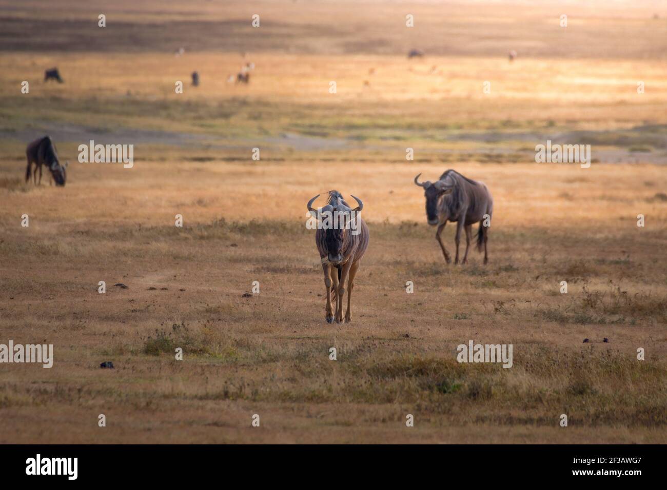 Wildebeest in the grassland of the Ngorongoro Crater Conservation Area. Safari concept. Tanzania. Africa Stock Photo