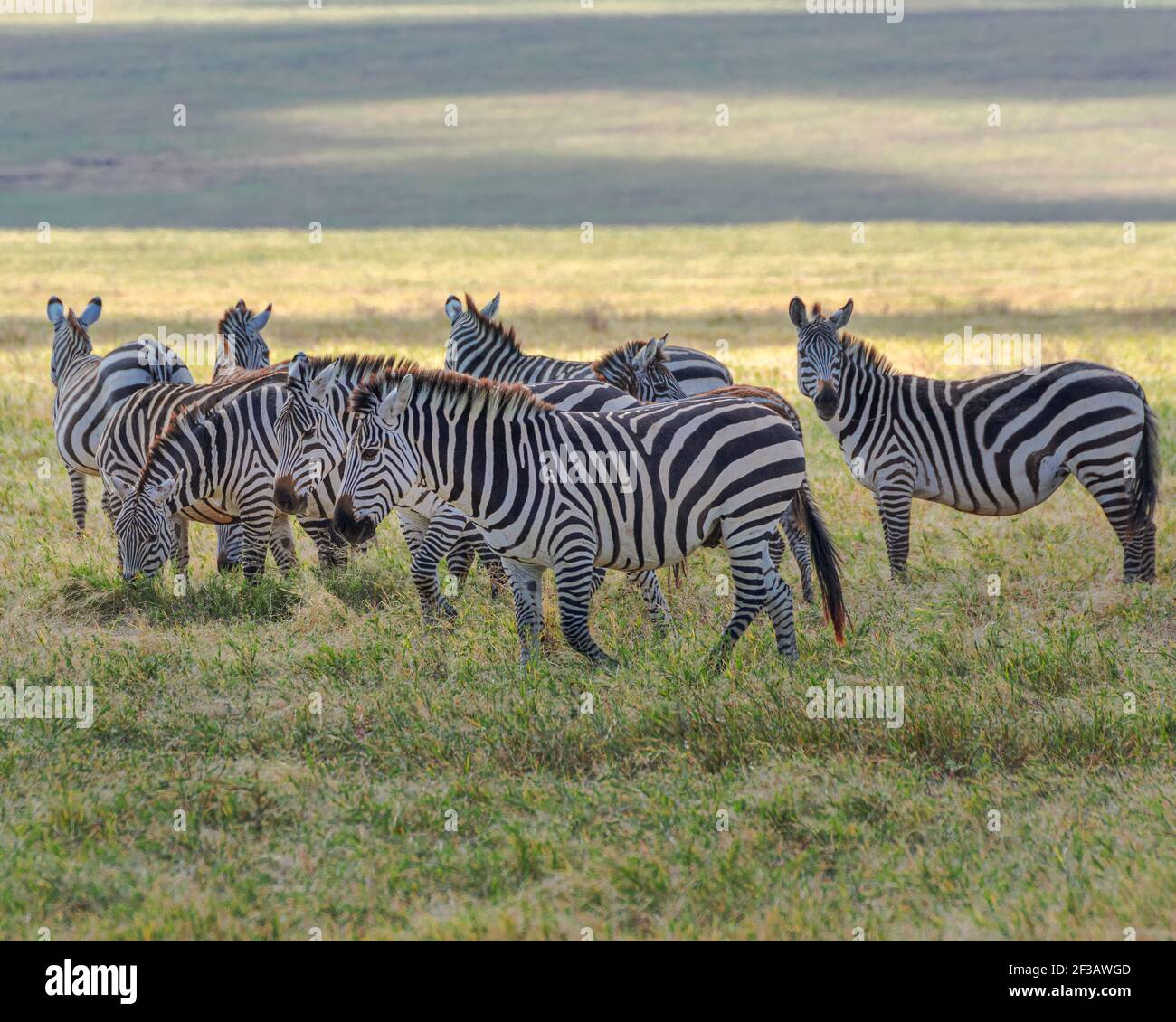 Zebra herd (Equus zebra) at grassland conservation area of Ngorongoro crater. Wildlife safari concept. Tanzania. Africa Stock Photo