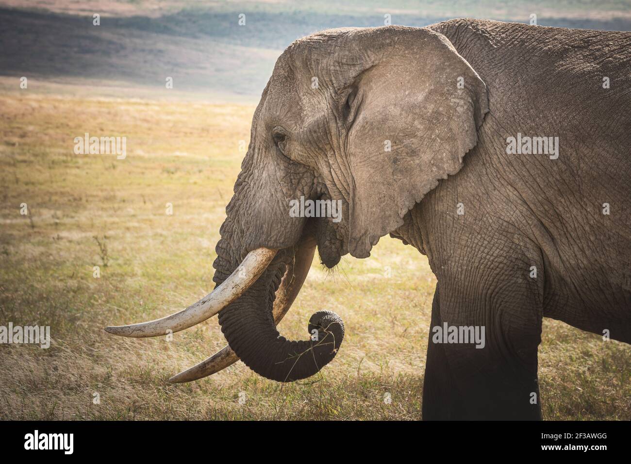 Close -up Isolated large adult male elephant (Elephantidae) at grassland conservation area of Ngorongoro crater. Wildlife safari concept. Tanzania. Af Stock Photo