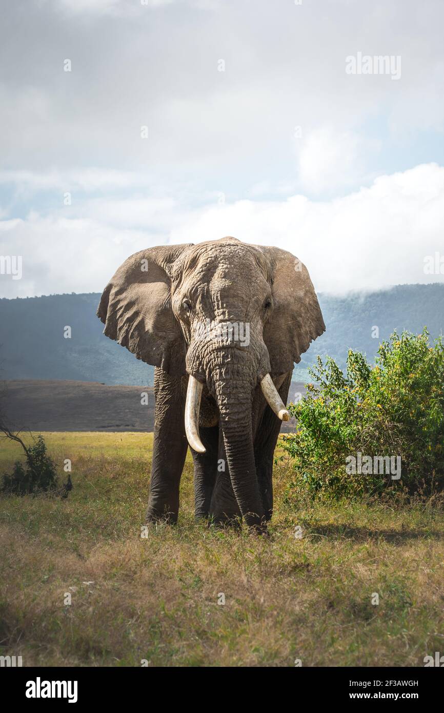 Isolated large adult male elephant (Elephantidae) at grassland conservation area of Ngorongoro crater. Wildlife safari concept. Tanzania. Africa Stock Photo