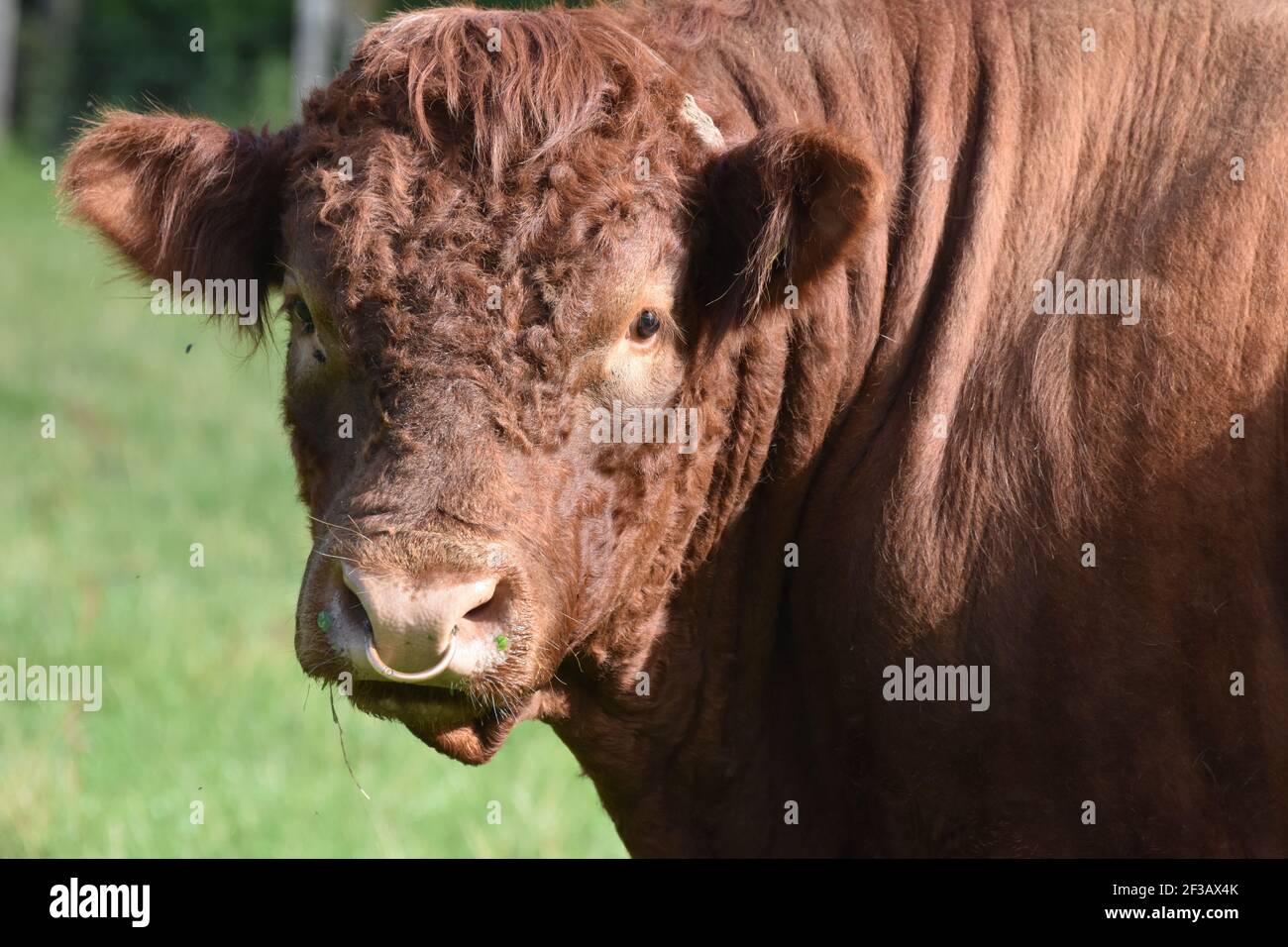 Shorthorn cross Highland Cattle, Perthshire, Scotland Stock Photo Alamy