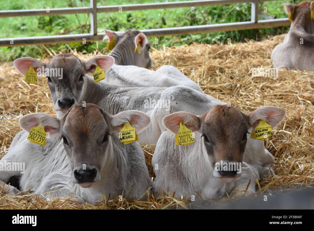 Brown Swiss cows and calves on Beyond the Burn Farm, Mouswald, Dumfriesshire Stock Photo