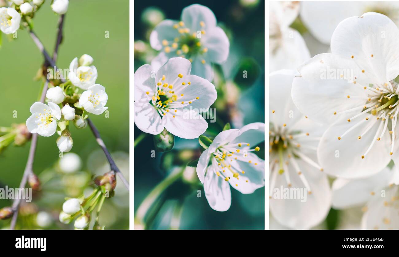 Set of spring wallpapers Stock Photo - Alamy