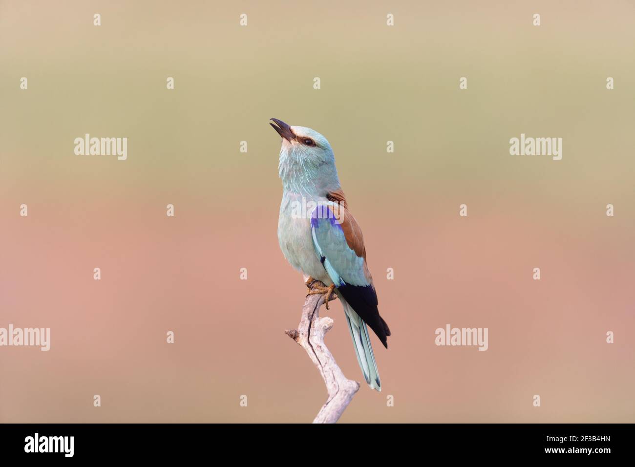 Roller - CallingCoracias garrulus Hungary BI016272 Stock Photo
