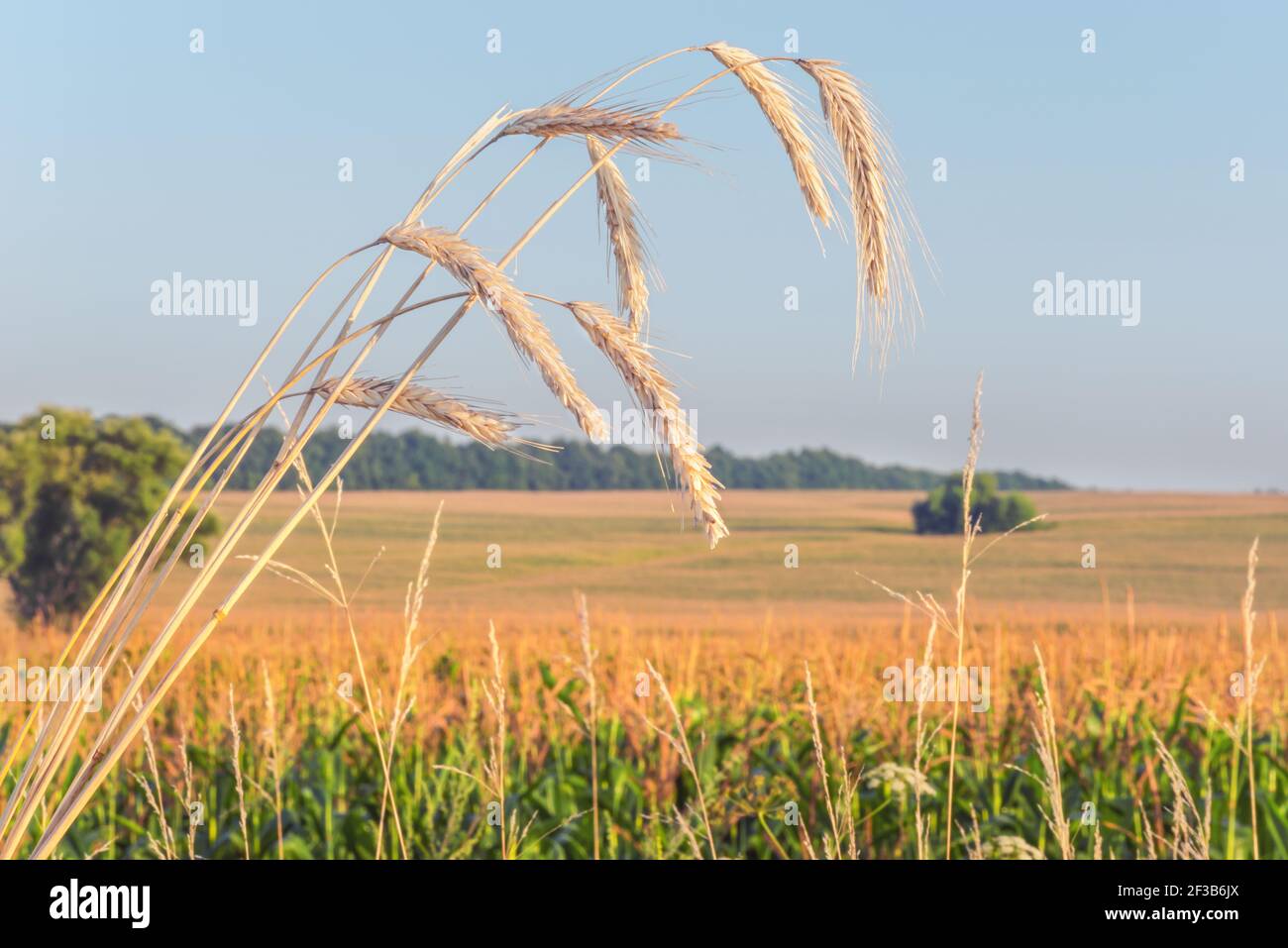 Spikelets of wheat on the background of a blossoming corn field. Stock Photo