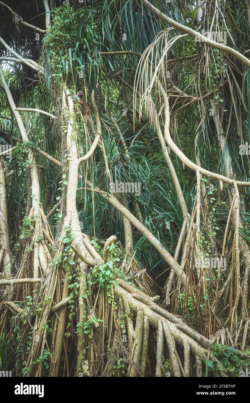 Dense bush in a rainforest. Stock Photo