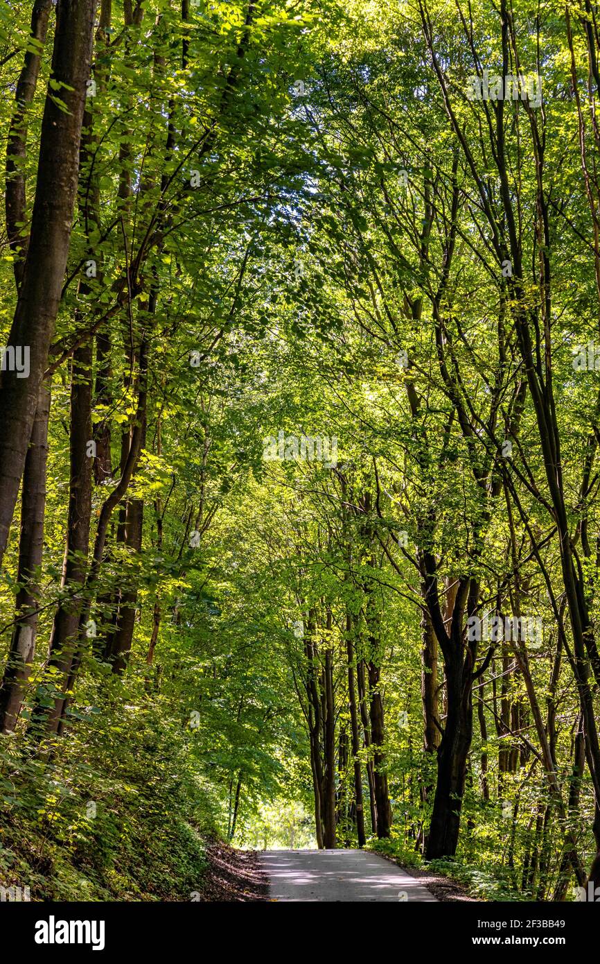 Mixed European forest in Bedkowska Valley of Bentkowka Creek within Jura Krakowsko-Czestochowska upland near Cracow in Lesser Poland Stock Photo