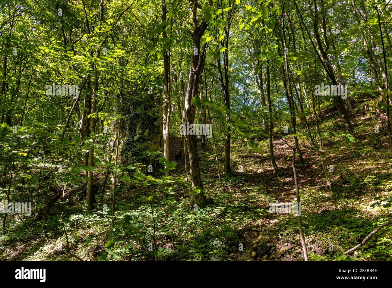 Mixed European forest in Bedkowska Valley of Bentkowka Creek within Jura Krakowsko-Czestochowska upland near Cracow in Lesser Poland Stock Photo