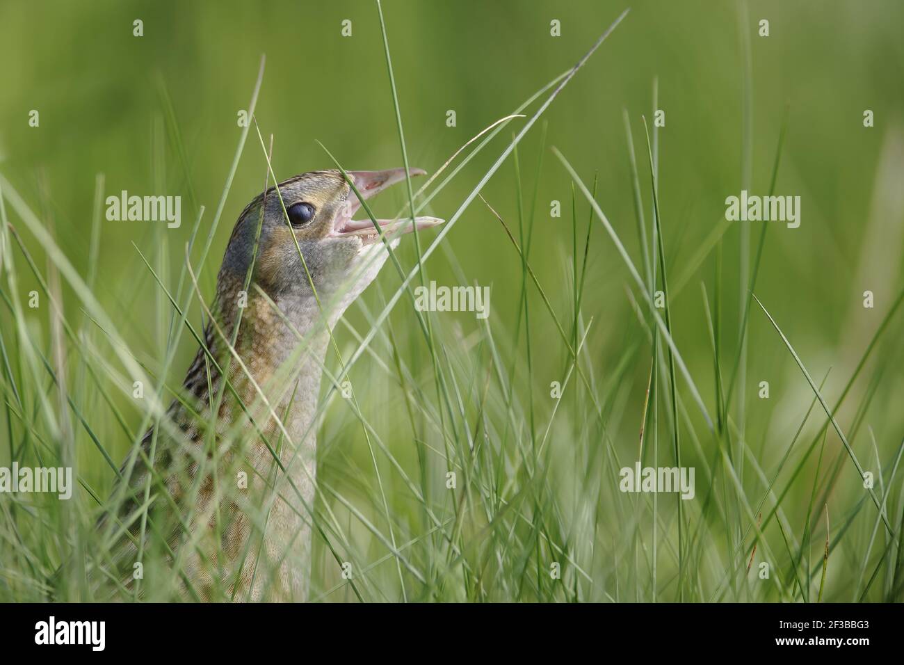 Corncrake - Male calling Crex crex South Uist, Outer Hebrides Scotland, UK BI016643 Stock Photo