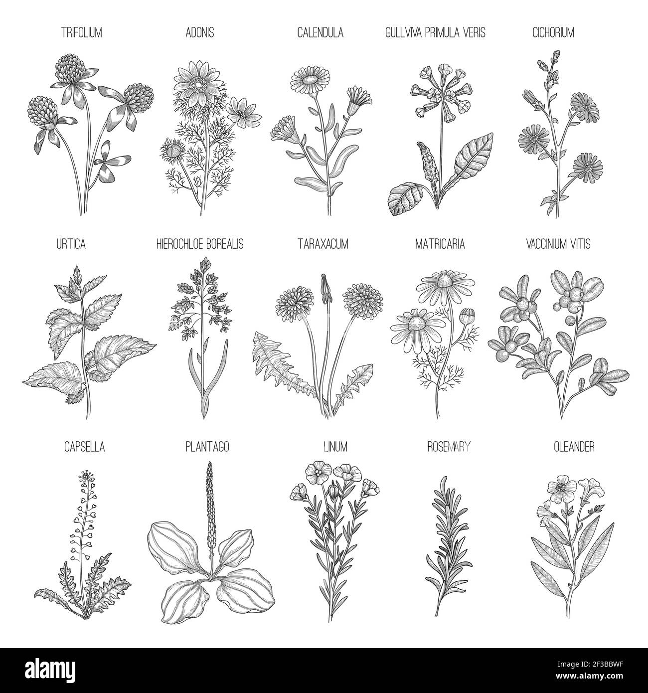 Herbs collection. Medical healthy flowers and herbs nature plants for garden rosemary lavender dandelion vector hand drawn collection Stock Vector