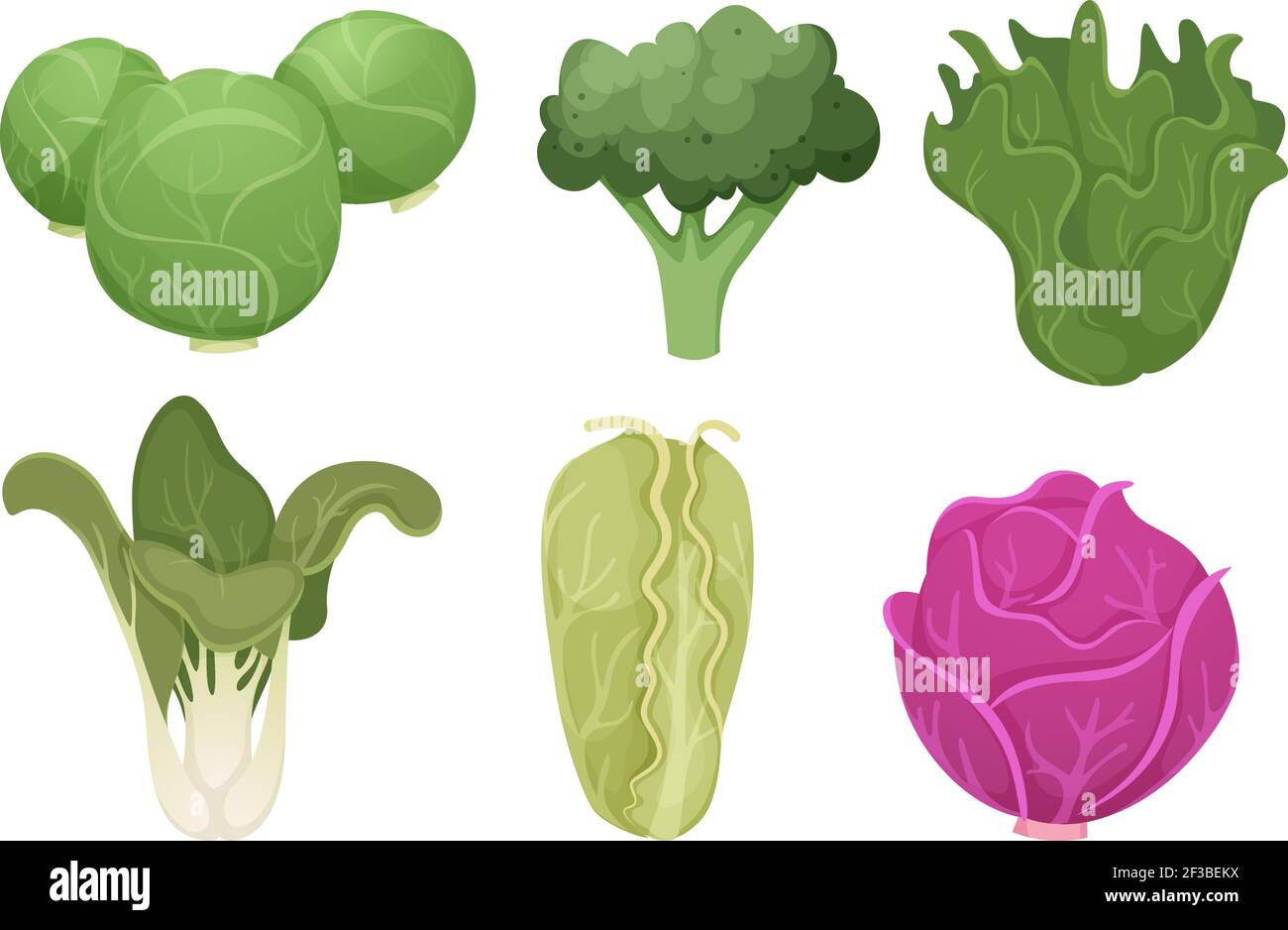 Cabbage cartoon. Green clean vegetable eco food fresh garden broccoli tasty farm cooking vector Stock Vector