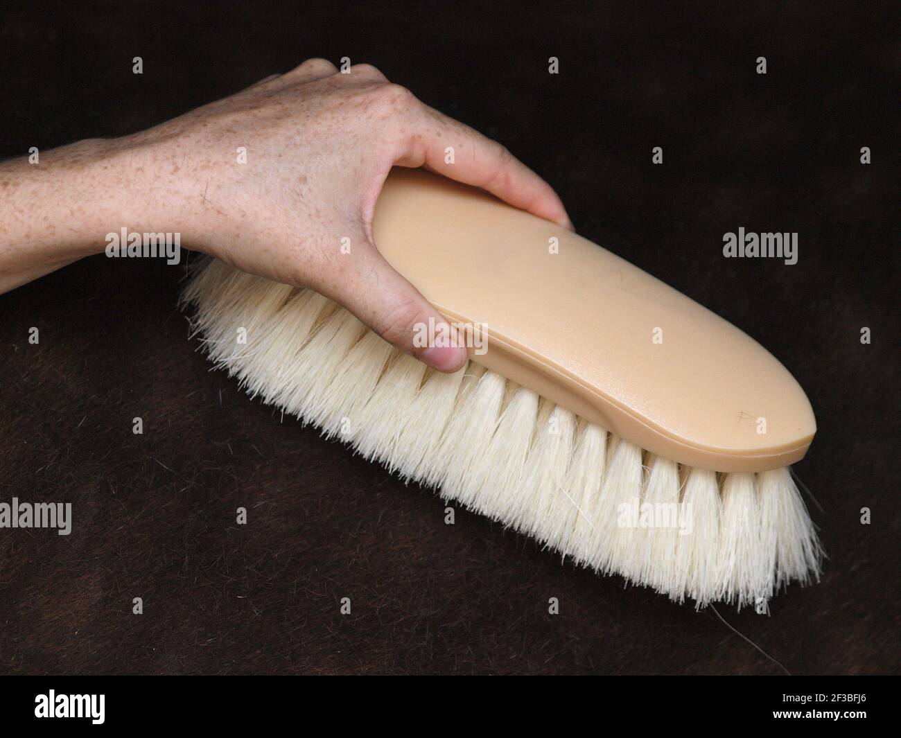 A close up of a hand holding a brush whilst grooming a horse. Stock Photo