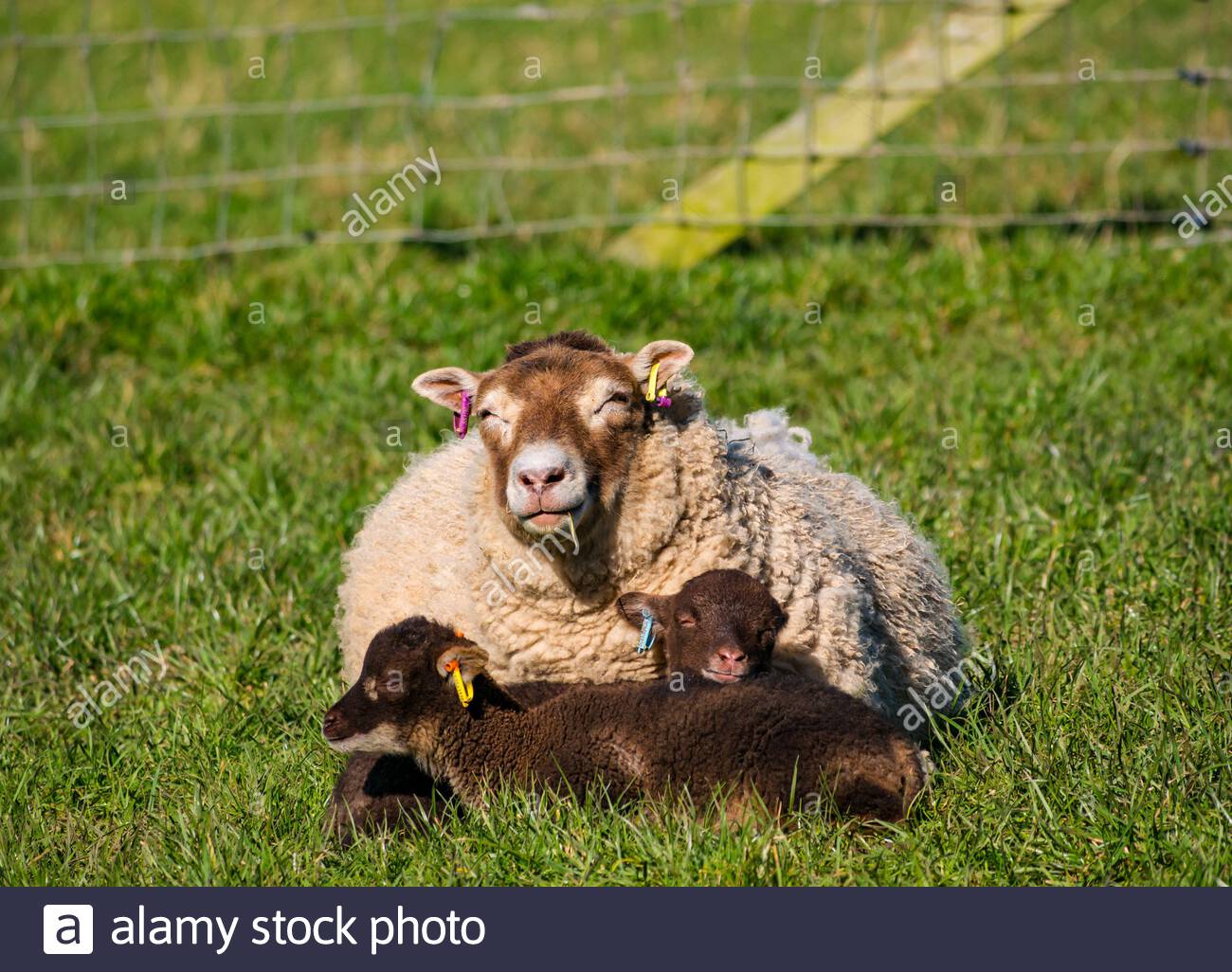 East Lothian, Scotland, United Kingdom, 16th March 2021. UK Weather: Spring lambs warm up lying in grass in the sunshine. These Shetland sheep lamb twins and their mother soak up the warmth of the sun as the ewe chews the cud in a grassy field but keeps one eye open to stay alert Stock Photo