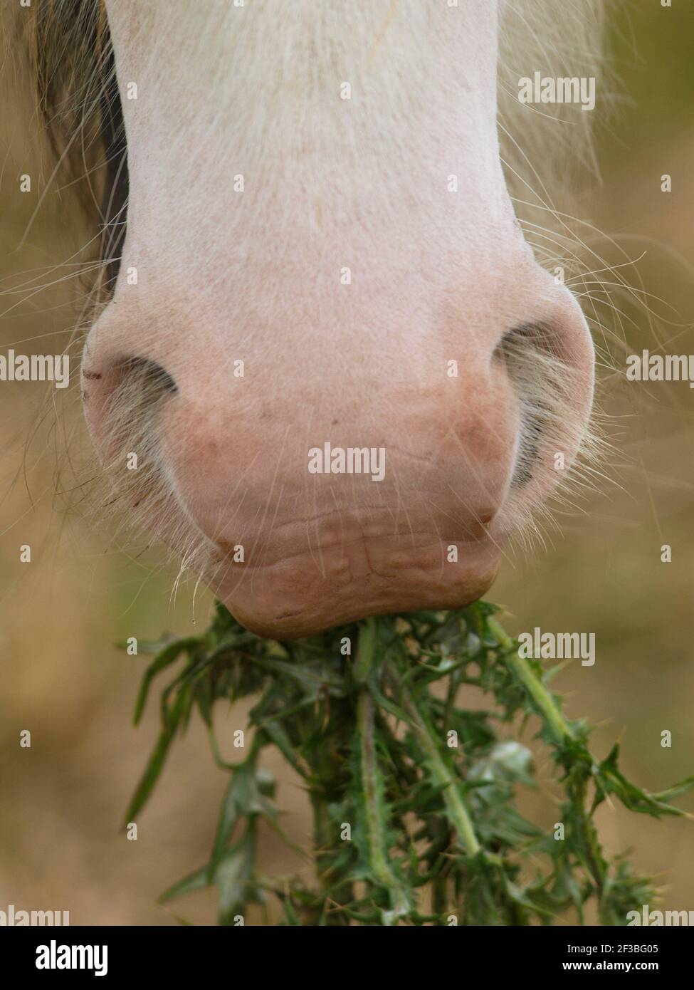A close up of a horse eating a thistle Stock Photo Alamy