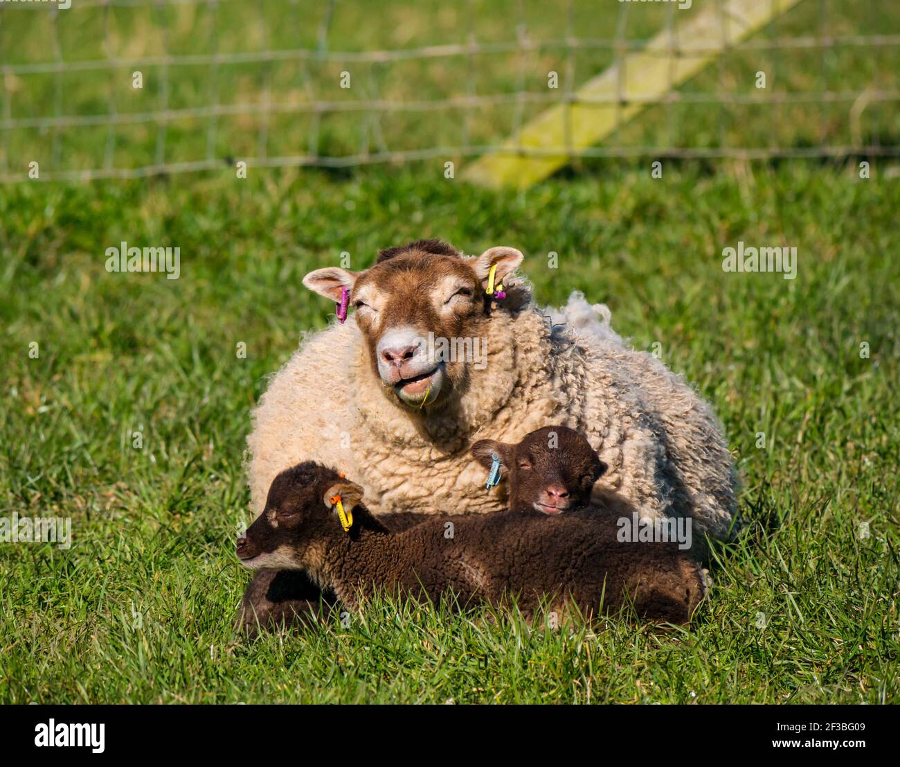 East Lothian, Scotland, United Kingdom, 16th March 2021. UK Weather: Spring lambs warm up lying in grass in the sunshine. These Shetland sheep lamb twins and their mother soak up the warmth of the sun as the ewe chews the cud in a grassy field but keeps one eye open to stay alert Stock Photo