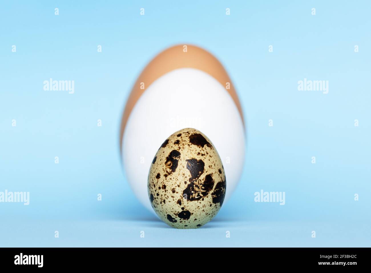 Three type of different birds eggs isolated on blue paper background. Various size and kind choice concept. Quail, egg and turkey eggs nutrients Stock Photo