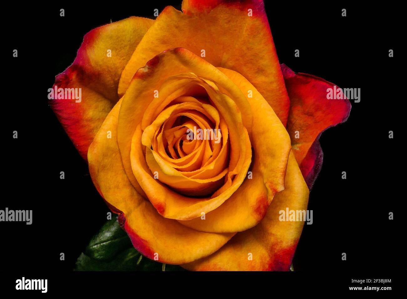 Penny Lane roses. yellow rose isolated on black background Stock Photo -  Alamy