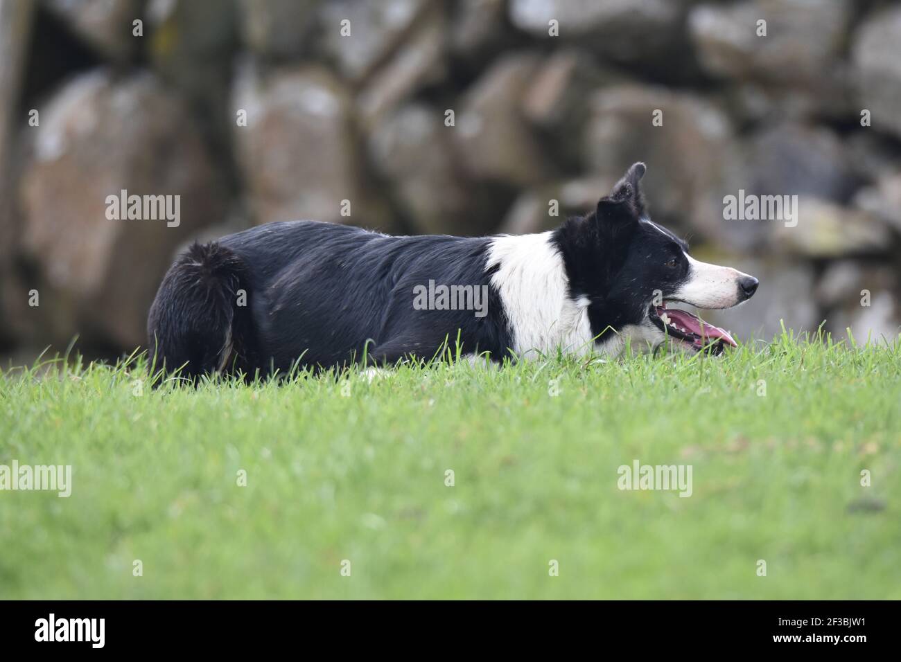Fly the sheep dog, Marbrack Farm, Carsphairn Stock Photo