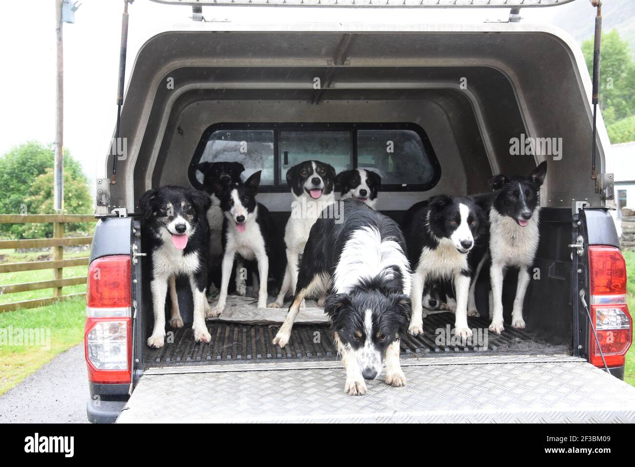 Eight collie dogs, all aboard, Inverbroom, Ullapool, Scotland Stock Photo