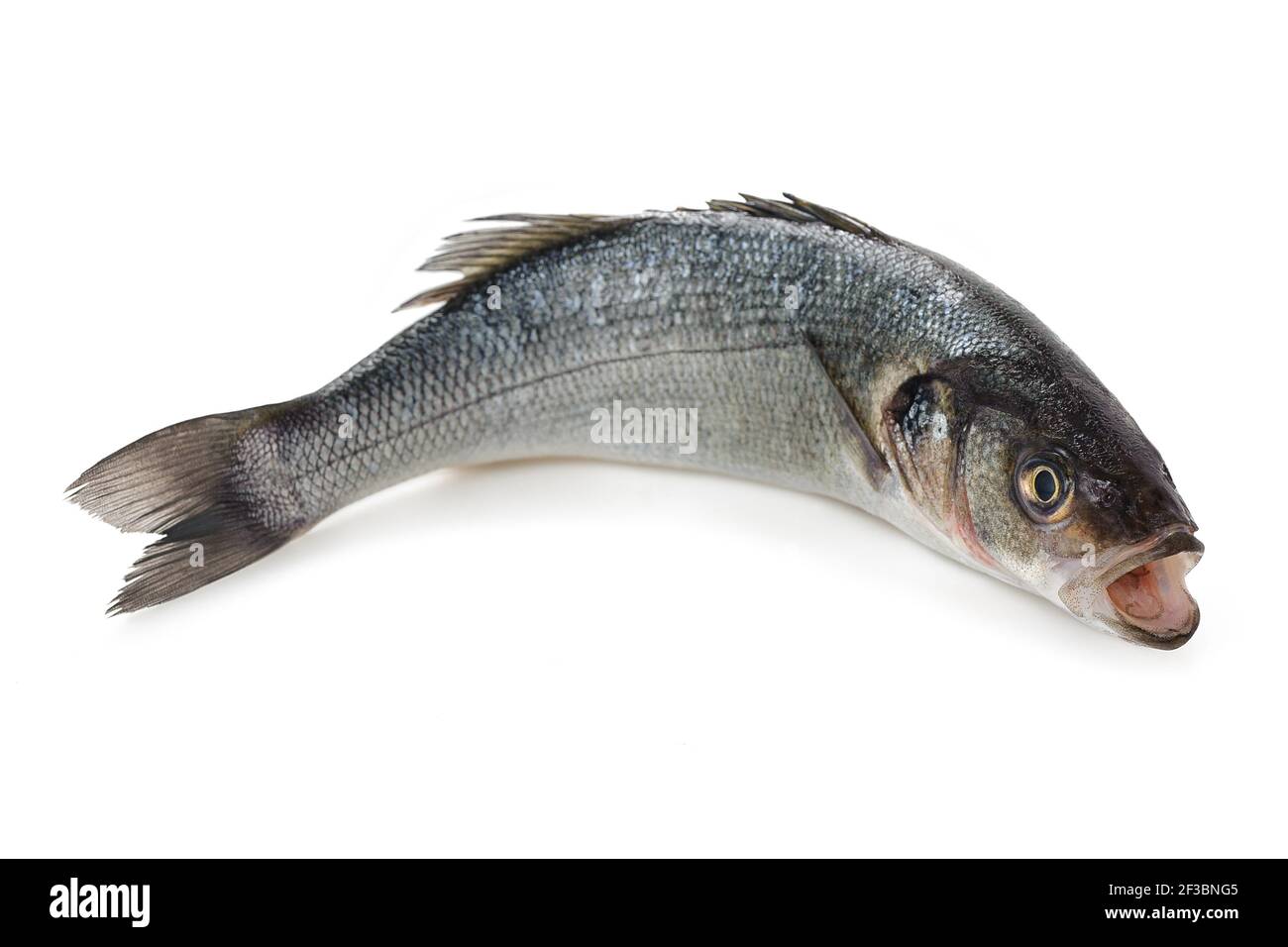 Fresh Sea bass isolated on white background Stock Photo